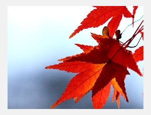 Allein Gott In Der Höh Sei Ehr - Blasorchester