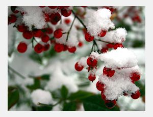 Drie Kerstliederen (Three Christmas Songs) - Ensemble