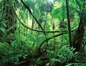 Jungle Fever - Blasorchester