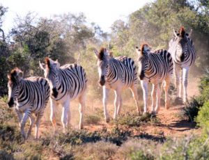 Breathtaking Africa - Blasorchester