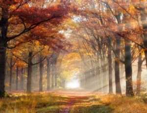 Paysage Melancolique - Fanfare