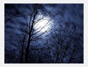 The Night of the Forrest - Fanfare