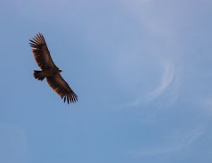 Wings - Fanfare