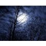 The Night of the Forrest - Fanfare
