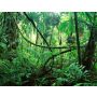 Jungle Fever - Blasorchester