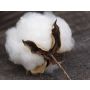 King Cotton - Blasorchester