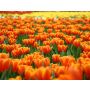 Oranje Fanfare - Blasorchester