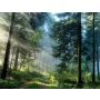 Piney Woods Overture - Blasorchester