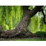 Salix - Blasorchester