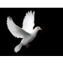 Song of Peace - Fanfare