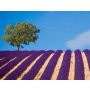 Tableaux de Provence - Blasorchester