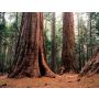 The Forest Primeval - Blasorchester