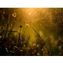 Two Bruckner Chorals - Fanfare