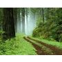 Woodland Scenery - Blasorchester