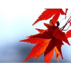 Allein Gott In Der Höh Sei Ehr - Blasorchester