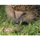 Animal City - Flex 5