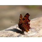 Aurelia (Eén naam is onze hope) - Blasorchester