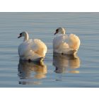 Corale - Blasorchester