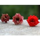 Evolutions for Winds - Blasorchester