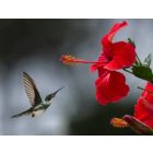 Have a Nice Day - Blasorchester