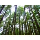 Longwood Concerto - Blasorchester