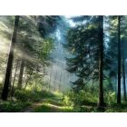 Piney Woods Overture - Blasorchester
