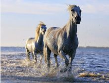 Attack Galop - Blasorchester