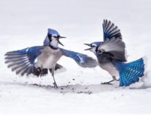 Bluejays - Fanfare