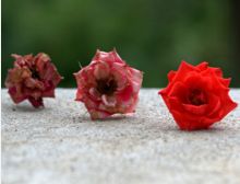 Evolutions for Winds - Blasorchester