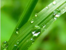 Green Green Grass: Travička Zelená - Blasorchester