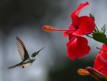 Have a Nice Day - Fanfare