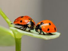 Interlude for Clarinet and Flute