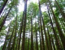 Longwood Concerto - Blasorchester