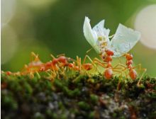 Teamspirit - Fanfare