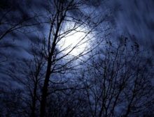 The Night of the Forrest - Fanfare