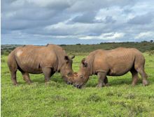 The Pearl of Africa - Blasorchester