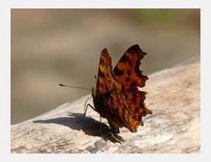 Aurelia (Eén naam is onze hope) - Blasorchester