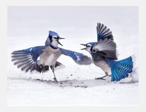 Bluejays - Fanfare