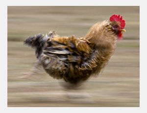 Chicken on the Run - Ensemble