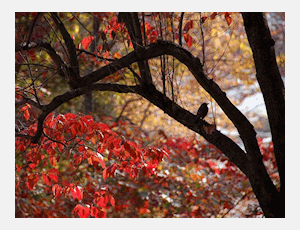 Contemplations of Flying Autumn Shades - Blasorchester