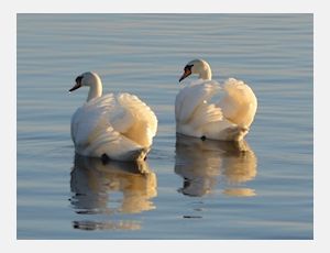 Corale - Blasorchester