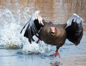 Flying High: Letěla husička - Blasorchester