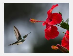 Have a Nice Day - Brass Band