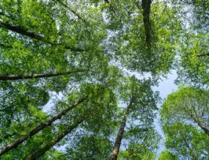 Highwood: Hark What a Sound - Fanfare