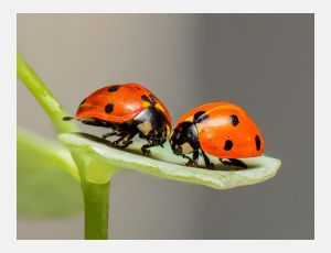 Interlude for Clarinet and Flute