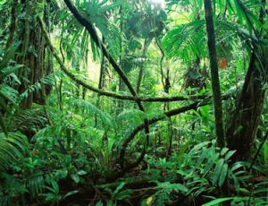 Jungle Fever - Blasorchester