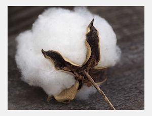 King Cotton - Blasorchester