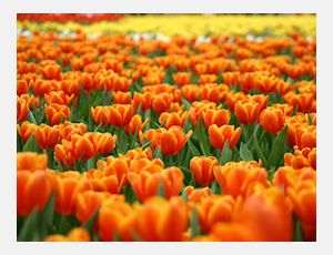 Oranje Fanfare - Fanfare