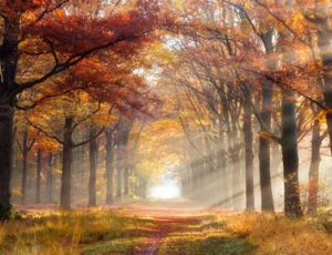 Paysage Melancolique - Fanfare