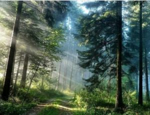 Piney Woods Overture - Blasorchester